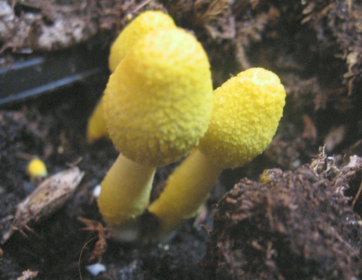 funghi nel vaso - Leucoprinus birnbaumii  (Corda) Singer